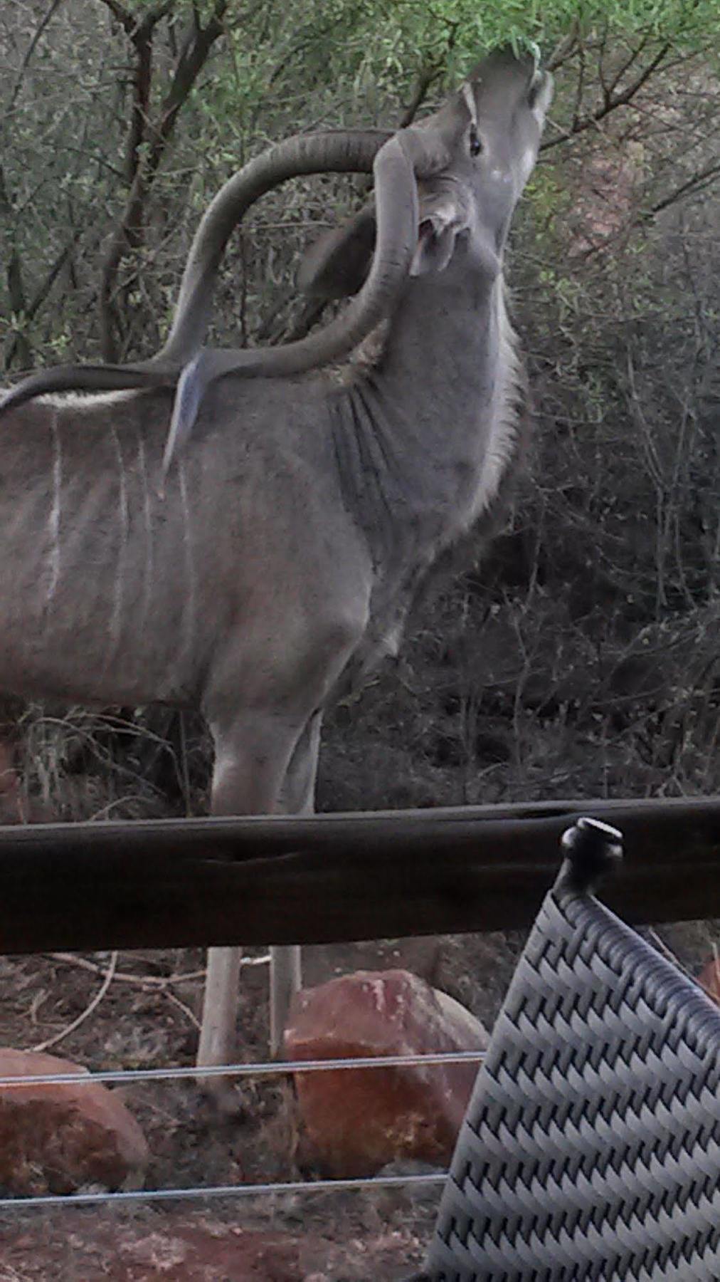 Bona Bona Game Lodge Wolmaranstad Esterno foto