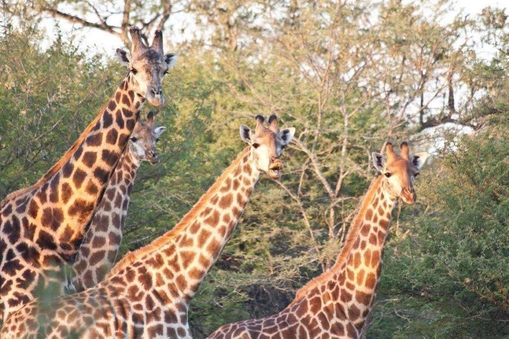 Bona Bona Game Lodge Wolmaranstad Esterno foto
